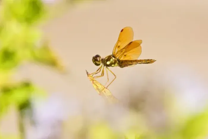 Framed Print : Slough Amberwing (Perithemis domitia) dragonfly, male perched with sunlight coming Framed Print : Slough Amberwing (Perithemis domitia) dragonfly, male perched with sunlight coming