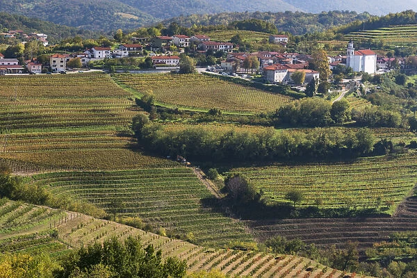 Slovenia, Goriska Brda region. A rich viticulture region with fields of vines surrounding