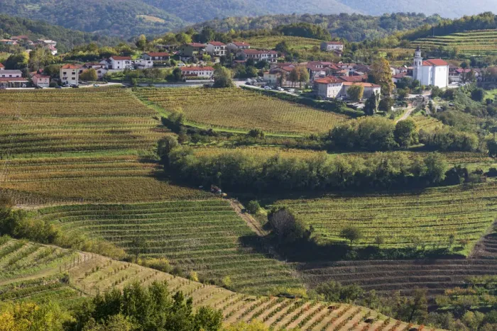 Framed Print : Slovenia, Goriska Brda region. A rich viticulture region with fields of vines surrounding Framed Print : Slovenia, Goriska Brda region. A rich viticulture region with fields of vines surrounding