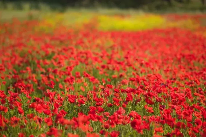 Framed Print : SLOVENIA-PRIMORSKA-Ankaran: Poppy Field