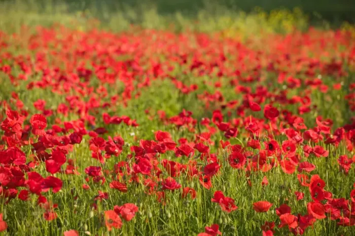 Framed Print : SLOVENIA-PRIMORSKA-Ankaran: Poppy Field Framed Print : SLOVENIA-PRIMORSKA-Ankaran: Poppy Field