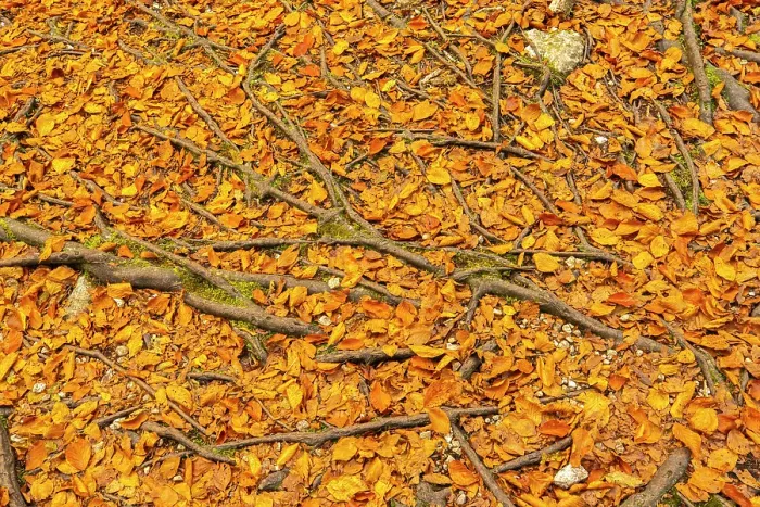 Framed Print : Slovenia, Triglav National Park. Close-up of fallen autumn leaves and tree roots. ©Cathy & Gordon Illg  /  Jaynes Gallery  /  DanitaDelimont.com