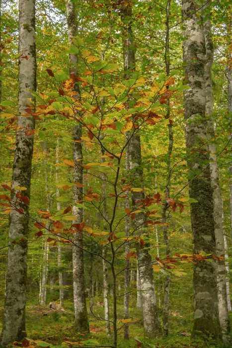 Framed Print : Slovenia, Triglav National Park. Forest in autumn. ©Cathy & Gordon Illg / Jaynes Gallery / DanitaDelimont.com Framed Print : Slovenia, Triglav National Park. Forest in autumn. ©Cathy & Gordon Illg / Jaynes Gallery / DanitaDelimont.com