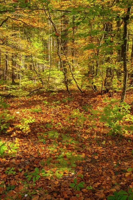 Framed Print : Slovenia, Triglav National Park. Forest in autumn. ©Cathy & Gordon Illg  /  Jaynes Gallery  /  DanitaDelimont.com