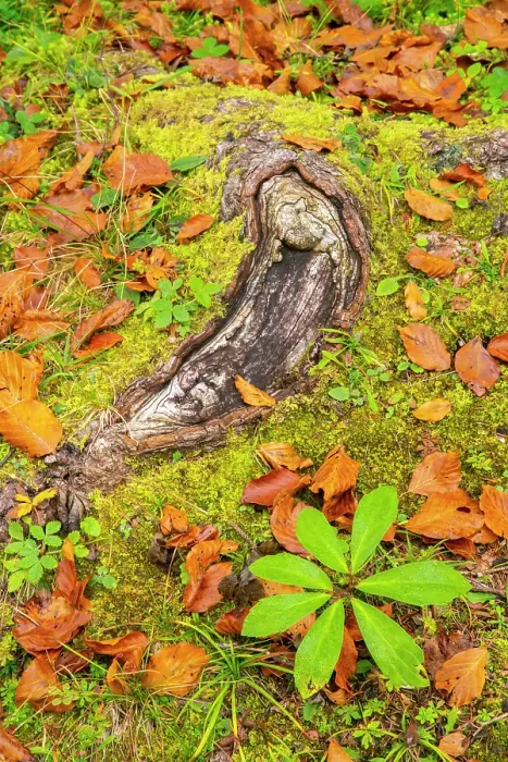 Framed Print : Slovenia, Triglav National Park. Close-up of fallen autumn leaves on ground. ©Cathy & Gordon Illg  /  Jaynes Gallery  /  DanitaDelimont.com