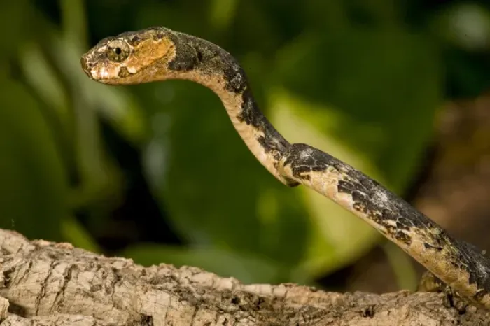 Framed Print : Slug-eating Snake Pareas carinatus Native to Malaysia
