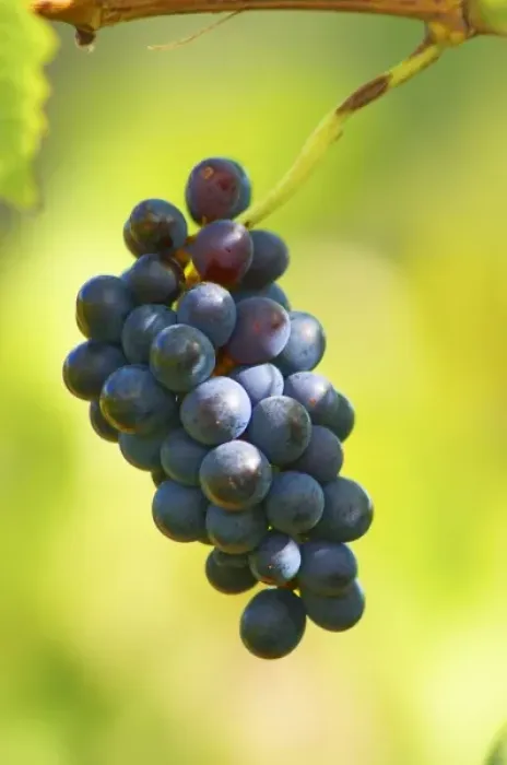 Framed Print : A small bunch of mourvedre grapes left over after the harvest. Chateau Mourgues du Gres Gres Framed Print : A small bunch of mourvedre grapes left over after the harvest. Chateau Mourgues du Gres Gres