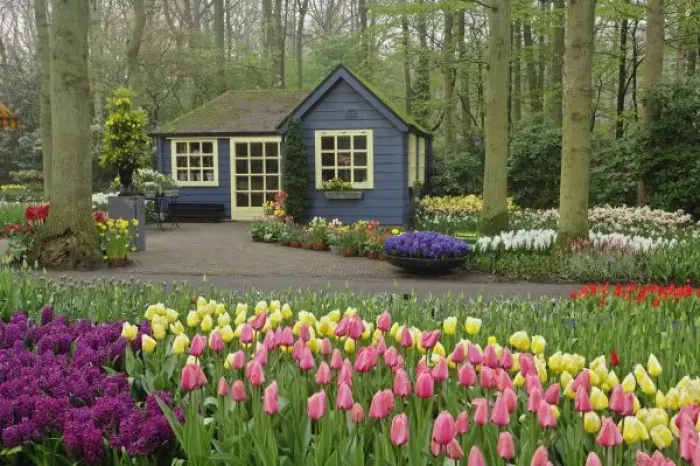 Framed Print : Small cottage flower