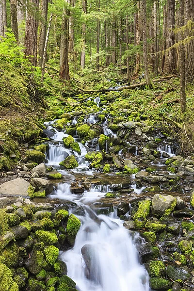 Small creek with waterfall. Olympic National Park, Washington, US