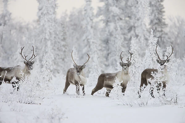 A small group of caribou migrates along the edge of the boreal forest near Finger