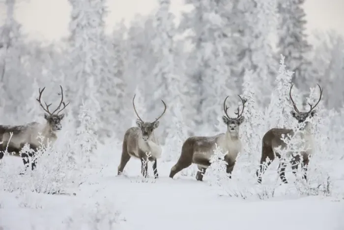 Framed Print : A small group of caribou migrates along the edge of the boreal forest near Finger Framed Print : A small group of caribou migrates along the edge of the boreal forest near Finger