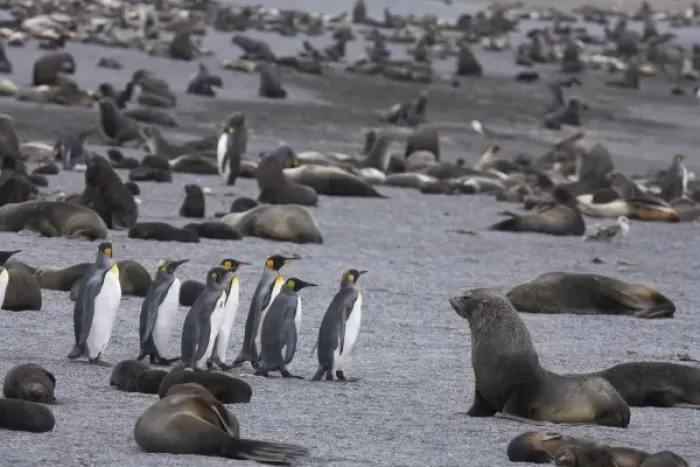 Framed Print : A small group of king penguins stand surrounded by thousands of Antarctic fur seals Framed Print : A small group of king penguins stand surrounded by thousands of Antarctic fur seals