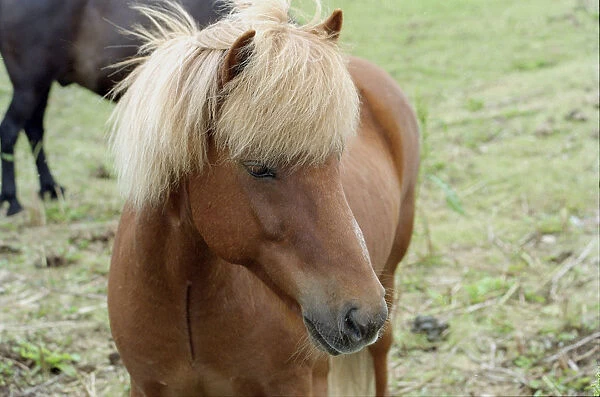These small horses are the size of ponies, live long lives and are a hardy breed