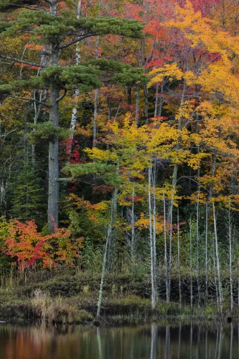 Framed Print : Small lake with autumn color near Marquette, Michigan USA