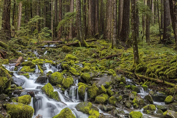 Small lush creek in the Sol Duc Valley of Olympic National Park, Washinton, USA
