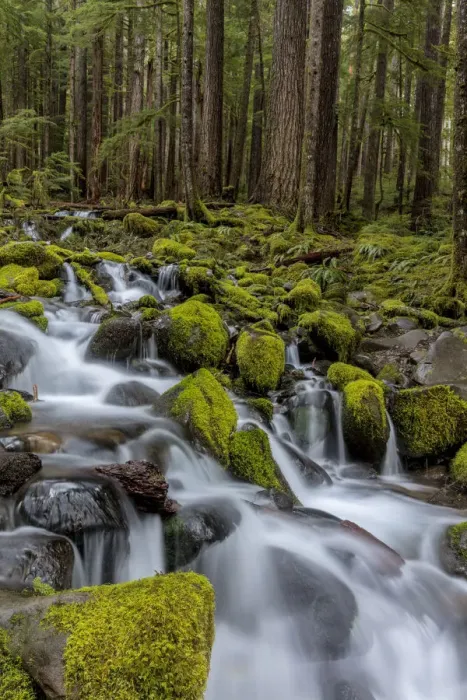 Framed Print : Small lush creek in the Sol Duc Valley of Olympic National Park, Washinton, USA Framed Print : Small lush creek in the Sol Duc Valley of Olympic National Park, Washinton, USA