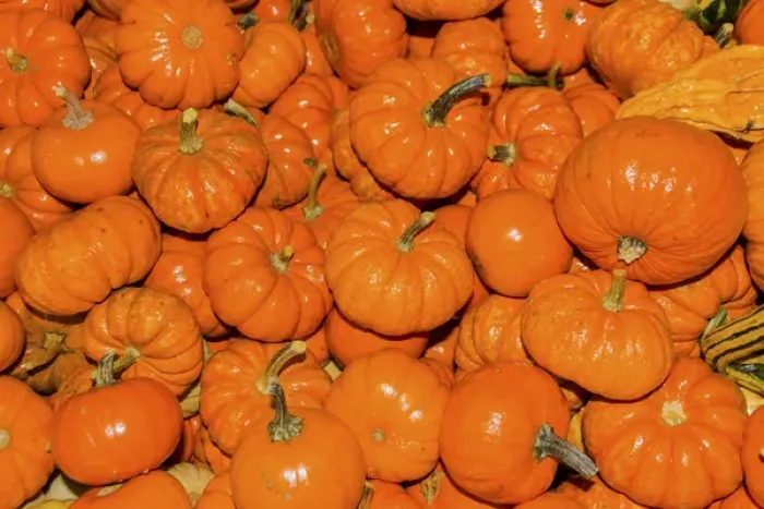 Framed Print : Small Orange Pumpkins Squash Cucurbita Pepo Squash Framed Print : Small Orange Pumpkins Squash Cucurbita Pepo Squash