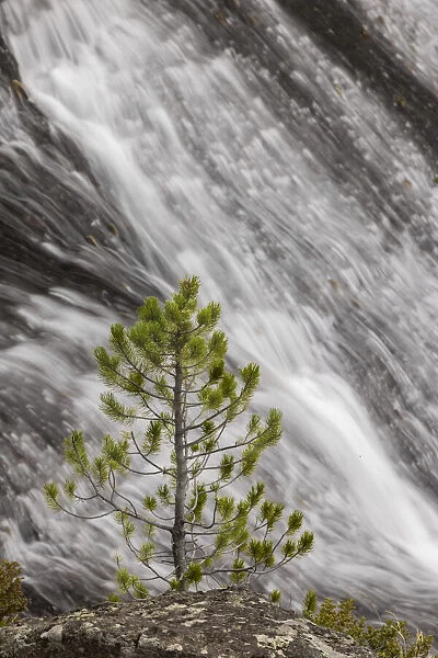 Small pine tree and Gibbon Falls, Yellowstone National Park, Wyoming