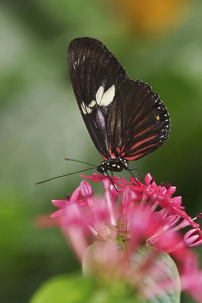 Small Postman butterfly, heliconius erato