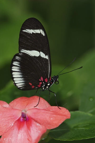 Small Postman butterfly, Heliconius erato Small Postman butterfly, Heliconius