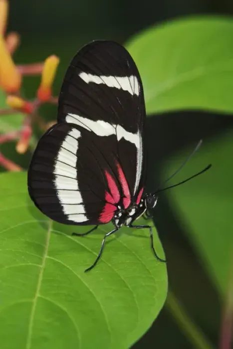 Framed Print : Small Postman butterfly, Heliconius erato Small Postman butterfly, Heliconius