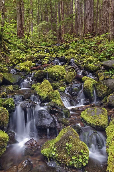 Small stream cascading through moss covered rocks, Hoh Rainforest, Olympic National Park, Washington State
