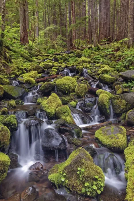 Framed Print : Small stream cascading through moss covered rocks, Hoh Rainforest, Olympic National Park, Washington State