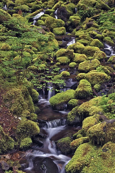 Small stream cascading through moss covered rocks, Hoh Rainforest, Olympic National Park, Washington State