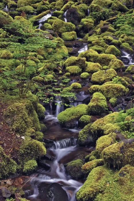 Framed Print : Small stream cascading through moss covered rocks, Hoh Rainforest, Olympic National Park, Washington State Framed Print : Small stream cascading through moss covered rocks, Hoh Rainforest, Olympic National Park, Washington State