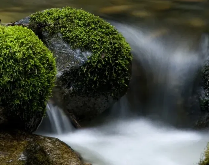 Framed Print : Small Stream Running Through Moss Covered Rocks Framed Print : Small Stream Running Through Moss Covered Rocks