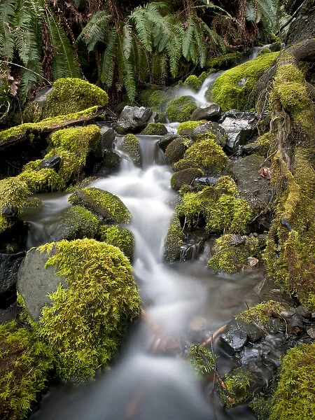 Small tributary to Elwha River, Olympic National Park