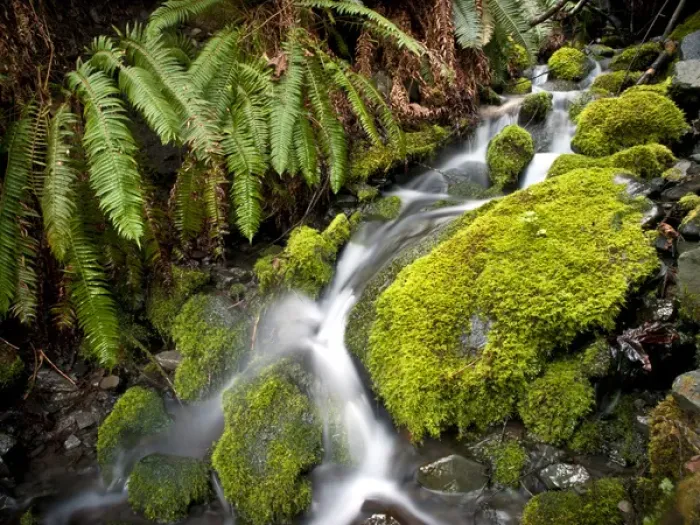 Framed Print : Small tributary to Elwha River, Olympic National Park Framed Print : Small tributary to Elwha River, Olympic National Park