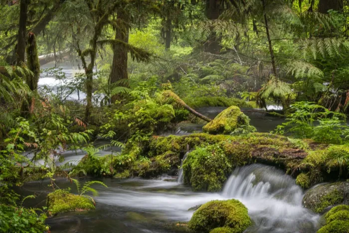 Framed Print : Small waterfall cascades over mossy log and rocks in Olallie Creek near McKenzie River