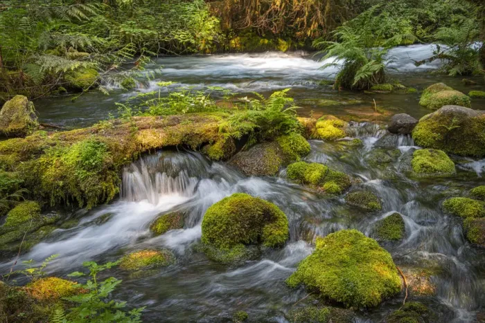 Framed Print : Small waterfall cascades over mossy rocks and logs in Olallie Creek near McKenzie River Framed Print : Small waterfall cascades over mossy rocks and logs in Olallie Creek near McKenzie River