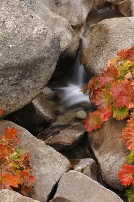 Framed Print : A small waterfall on a creek in the El Dorado National Forest in Callifornia s Framed Print : A small waterfall on a creek in the El Dorado National Forest in Callifornia s