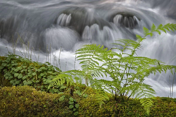 Small waterfall behind a fern in Olallie Creek near McKenzie River