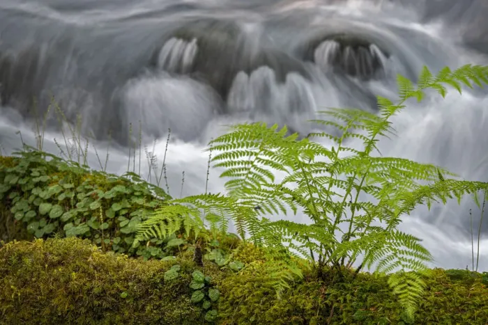 Framed Print : Small waterfall behind a fern in Olallie Creek near McKenzie River Framed Print : Small waterfall behind a fern in Olallie Creek near McKenzie River