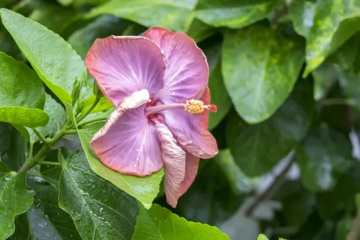 Framed Print : Smoky Mountain, Hibiscus, USA