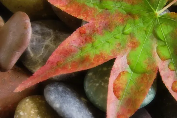 Framed Print : Smooth rocks and fall-colored maple leaf. Credit as: Don Paulson  /  Jaynes Gallery  /  DanitaDelimont
