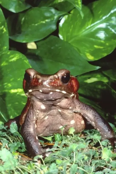 Framed Print : Smooth-sided Toad, Bufo guttatus, Native to NW South America