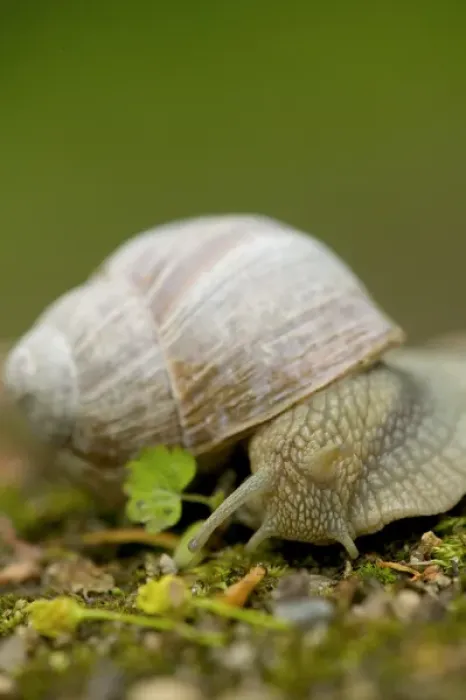 Framed Print : snail, Czech Republic, Ceske Budejovice Framed Print : snail, Czech Republic, Ceske Budejovice