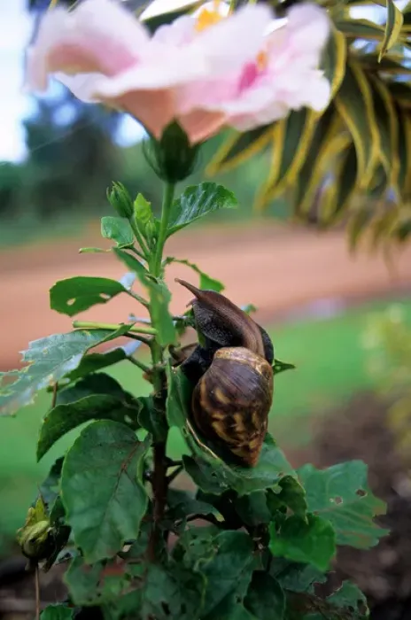 Framed Print : A snail eating a hybiscus in Hawaii Framed Print : A snail eating a hybiscus in Hawaii