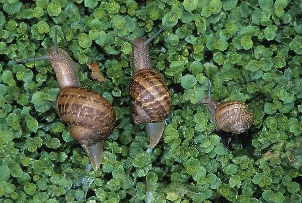 Three snails crawling through duckweed. Credit as: Nancy Rotenberg  /  Jaynes Gallery