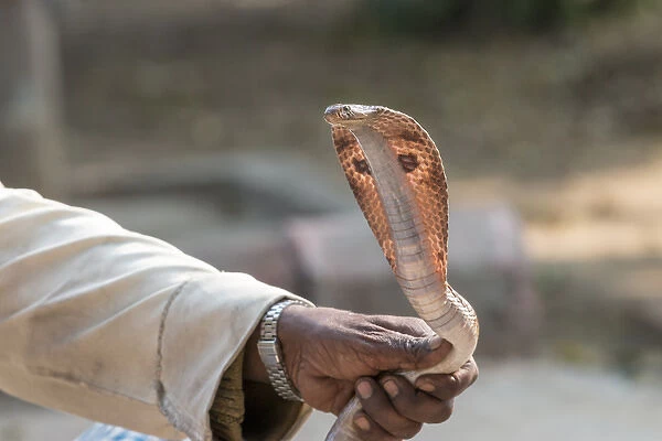 Snake charmer. Village. Fatehpur Sikri. Bharatpur. Rajasthan. India