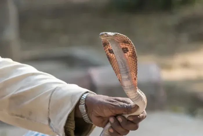 Framed Print : Snake charmer. Village. Fatehpur Sikri. Bharatpur. Rajasthan. India Framed Print : Snake charmer. Village. Fatehpur Sikri. Bharatpur. Rajasthan. India