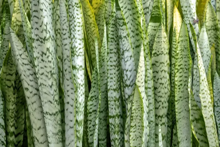 Framed Print : Snake plant, Mother-in-laws tongue Framed Print : Snake plant, Mother-in-laws tongue