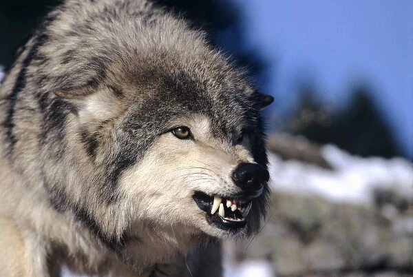 Snarling Gray or Timber Wolf(Canis Lupus), Captive