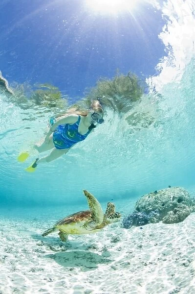 Snorkel in Le Meridien Turle Conservation Lagoon with green sea turtles (Chelonia mydas) Bora Bora