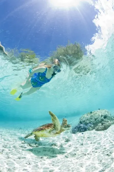 Framed Print : Snorkel in Le Meridien Turle Conservation Lagoon with green sea turtles (Chelonia mydas) Bora Bora Framed Print : Snorkel in Le Meridien Turle Conservation Lagoon with green sea turtles (Chelonia mydas) Bora Bora