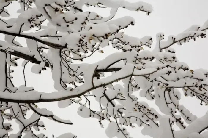 Framed Print : Snow on the branches of a tree Framed Print : Snow on the branches of a tree